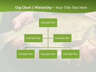 A Person Holding A Fish In Their Hands PowerPoint Template