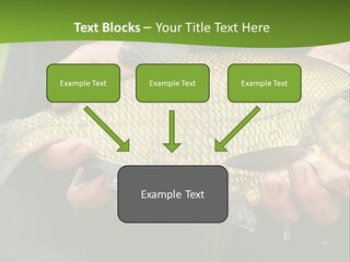 A Person Holding A Fish In Their Hands PowerPoint Template