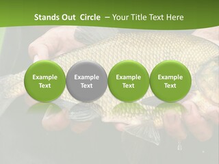 A Person Holding A Fish In Their Hands PowerPoint Template