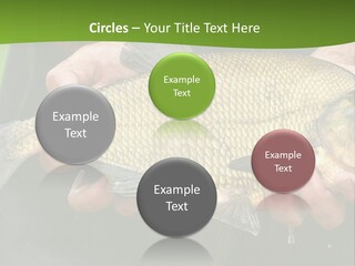 A Person Holding A Fish In Their Hands PowerPoint Template