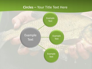 A Person Holding A Fish In Their Hands PowerPoint Template