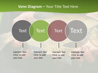 A Person Holding A Fish In Their Hands PowerPoint Template