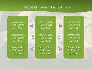 A Person Holding A Fish In Their Hands PowerPoint Template