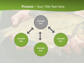 A Person Holding A Fish In Their Hands PowerPoint Template