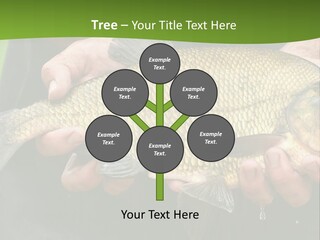 A Person Holding A Fish In Their Hands PowerPoint Template
