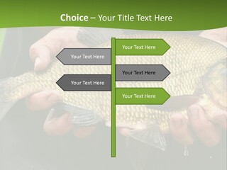 A Person Holding A Fish In Their Hands PowerPoint Template
