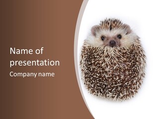 A Hedgehog Sitting On Top Of A White Plate PowerPoint Template