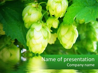 A Bunch Of Green Hops Hanging From A Tree PowerPoint Template