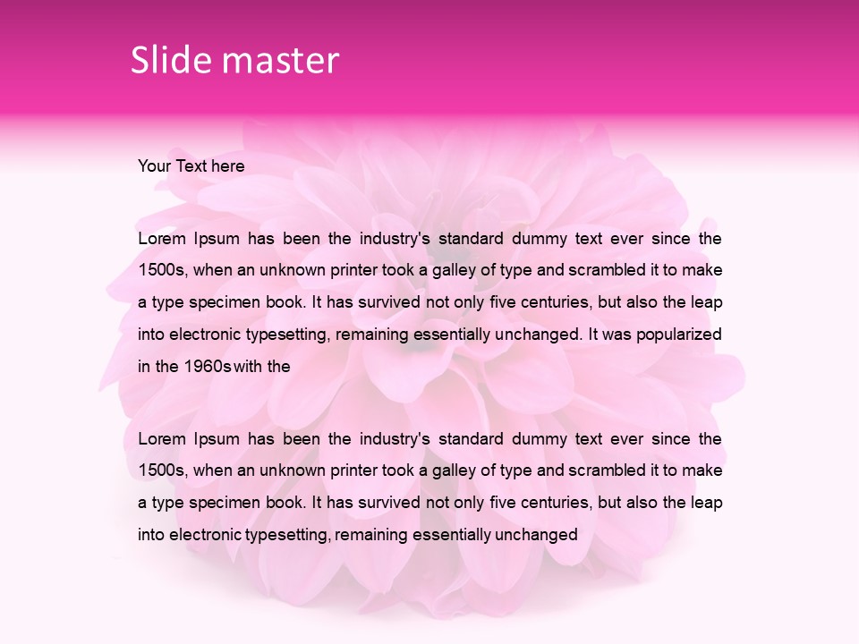 A Large Pink Flower On A White Background PowerPoint Template