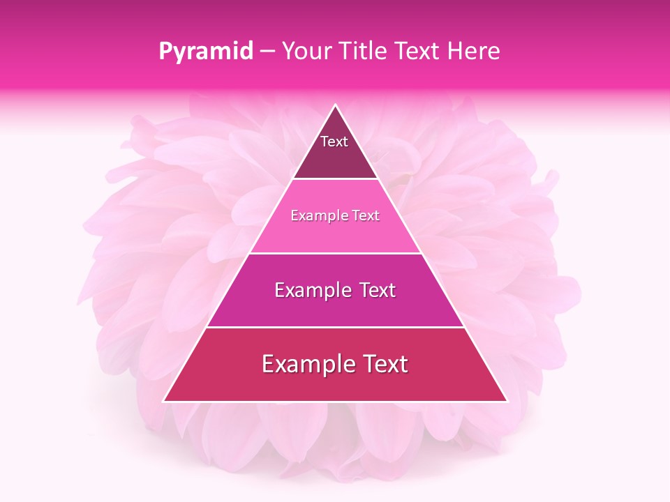 A Large Pink Flower On A White Background PowerPoint Template