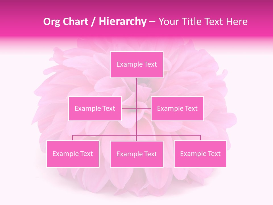 A Large Pink Flower On A White Background PowerPoint Template