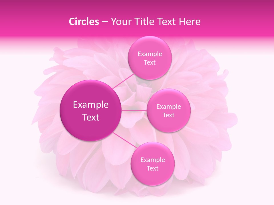 A Large Pink Flower On A White Background PowerPoint Template