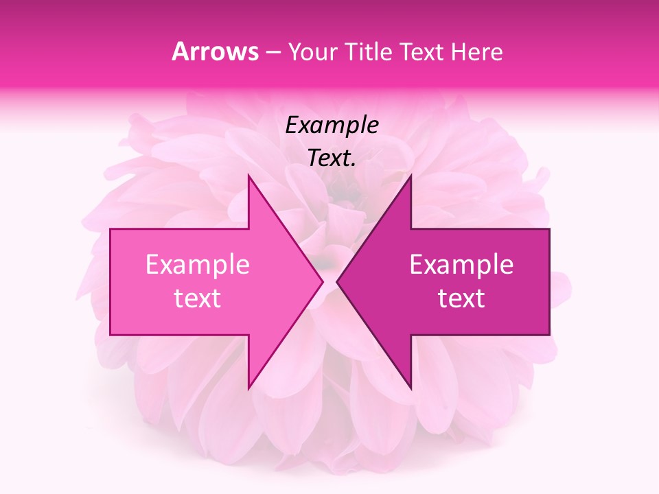 A Large Pink Flower On A White Background PowerPoint Template