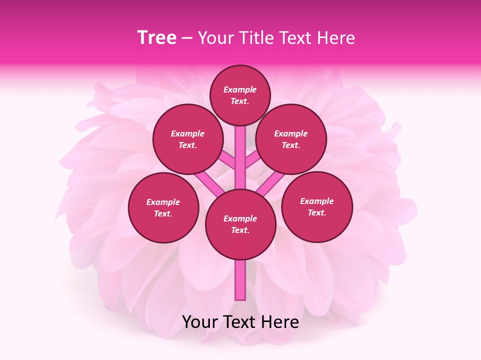 A Large Pink Flower On A White Background PowerPoint Template