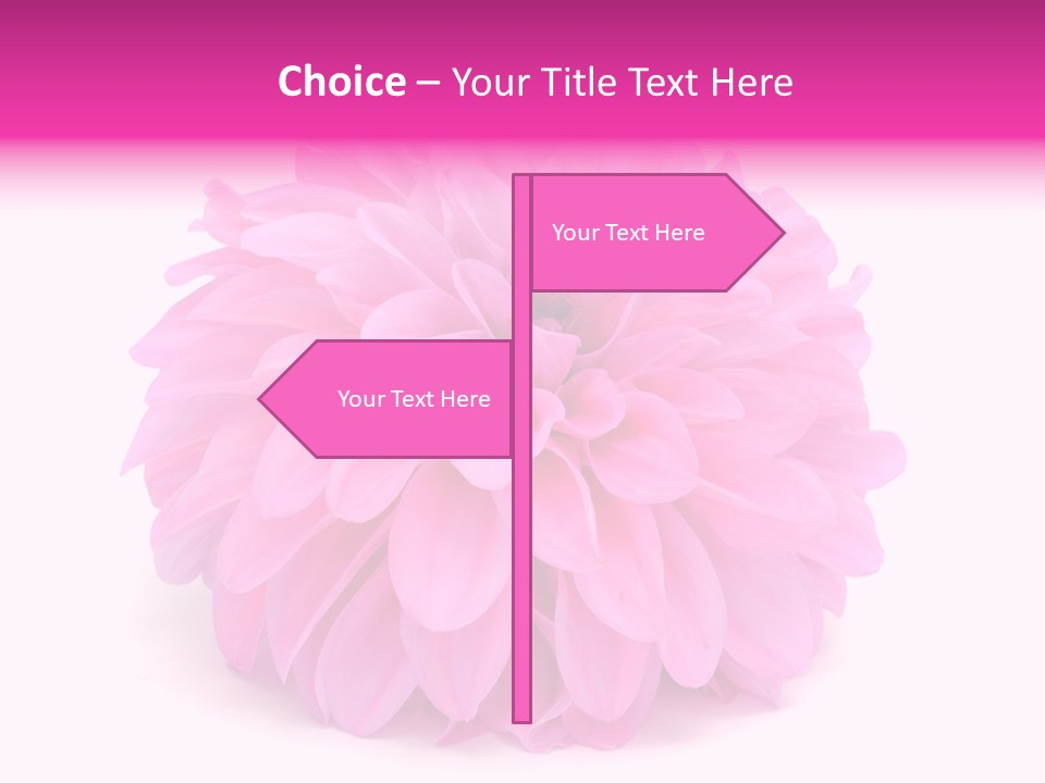 A Large Pink Flower On A White Background PowerPoint Template
