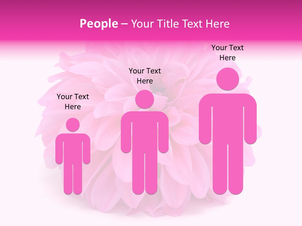 A Large Pink Flower On A White Background PowerPoint Template