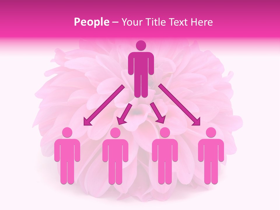 A Large Pink Flower On A White Background PowerPoint Template