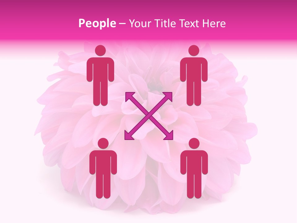 A Large Pink Flower On A White Background PowerPoint Template