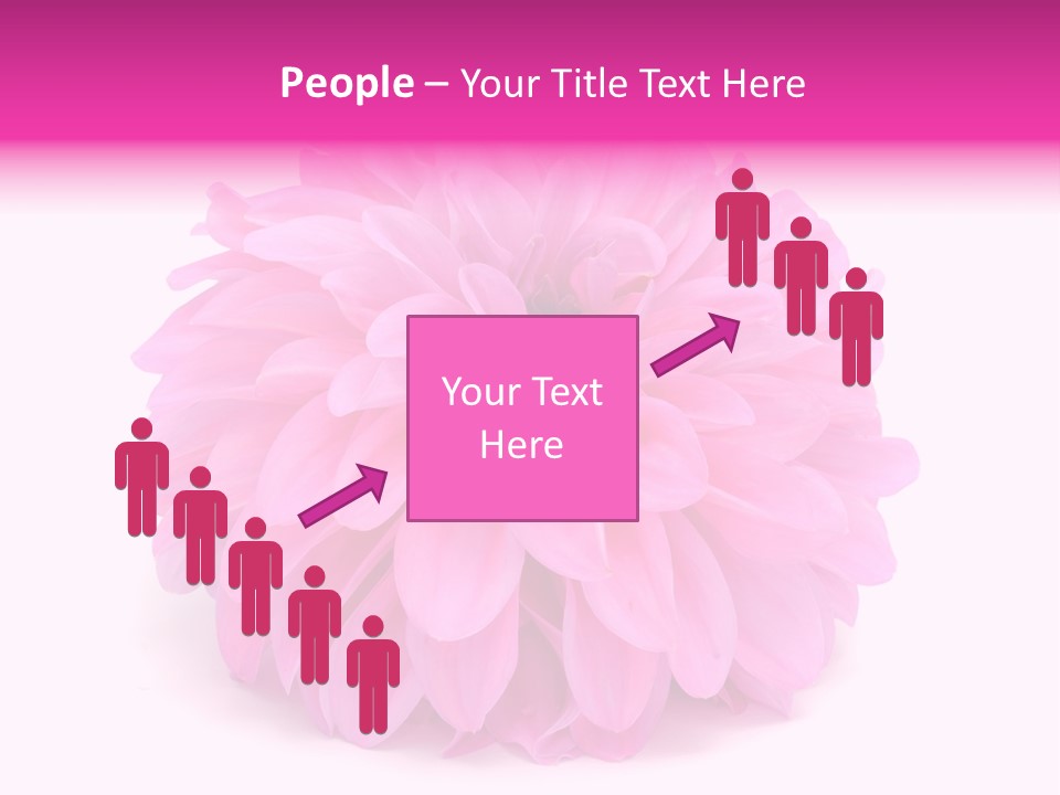 A Large Pink Flower On A White Background PowerPoint Template