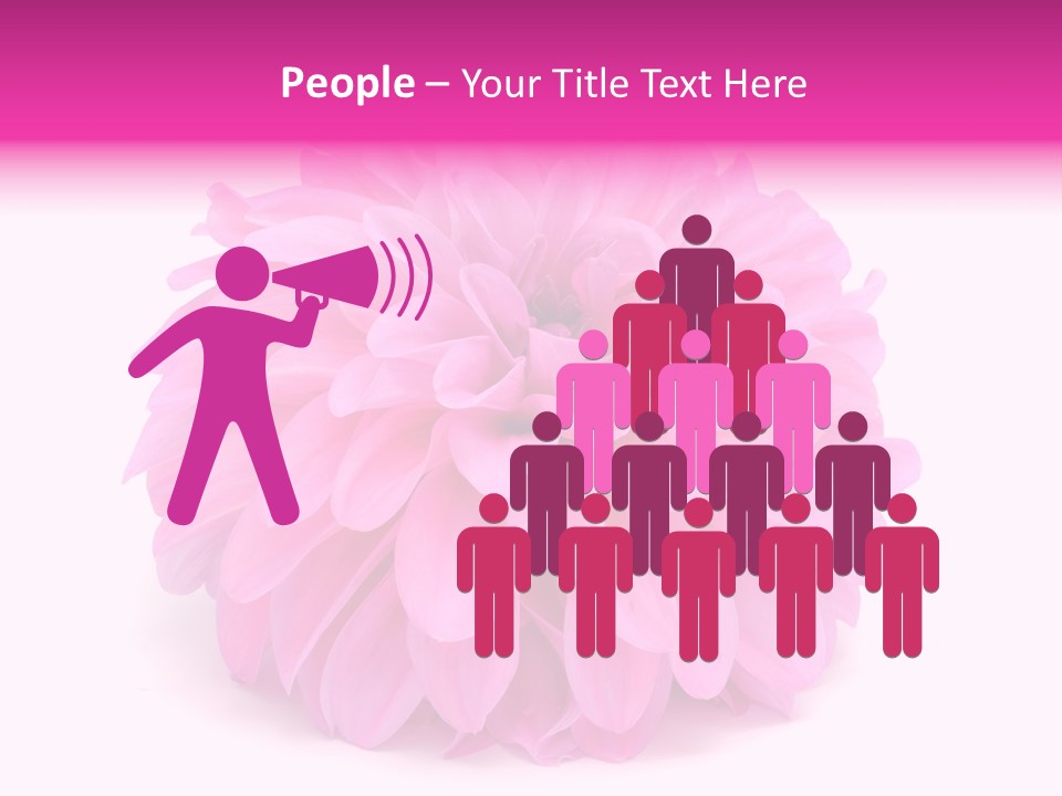 A Large Pink Flower On A White Background PowerPoint Template