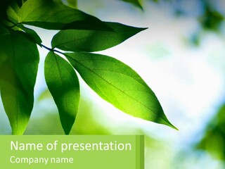 A Green Leaf On A Tree With The Sky In The Background PowerPoint Template