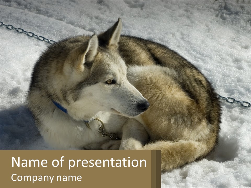 A Husky Dog Laying In The Snow Powerpoint Template PowerPoint Template