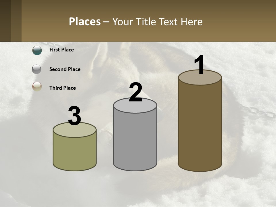 A Husky Dog Laying In The Snow Powerpoint Template PowerPoint Template