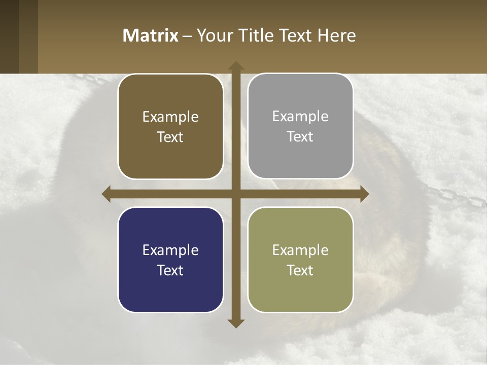 A Husky Dog Laying In The Snow Powerpoint Template PowerPoint Template