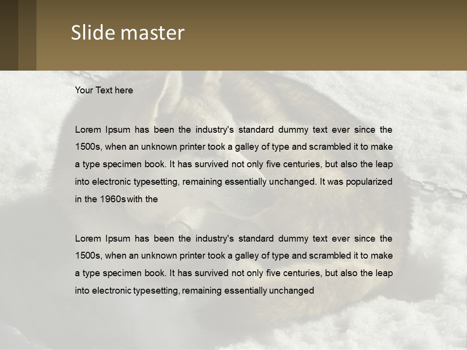A Husky Dog Laying In The Snow Powerpoint Template PowerPoint Template
