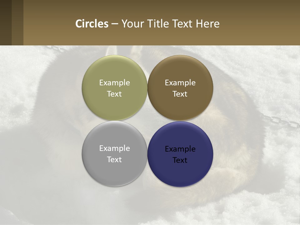 A Husky Dog Laying In The Snow Powerpoint Template PowerPoint Template