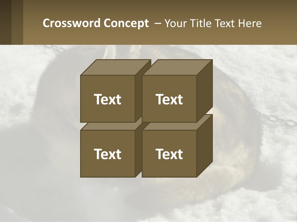 A Husky Dog Laying In The Snow Powerpoint Template PowerPoint Template