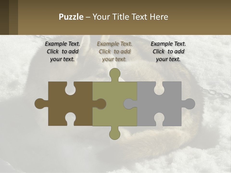 A Husky Dog Laying In The Snow Powerpoint Template PowerPoint Template