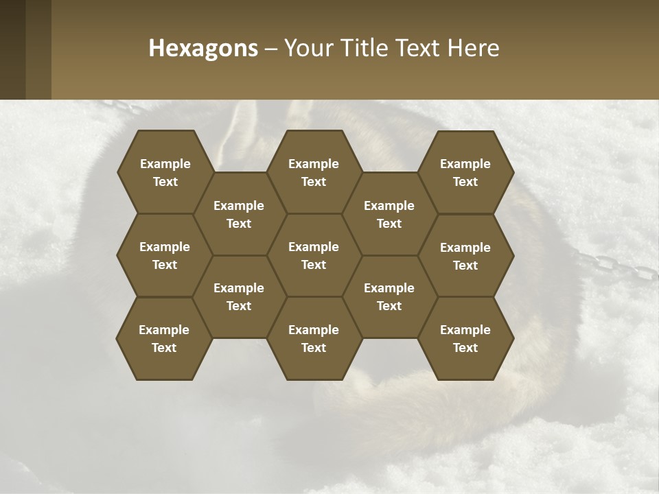 A Husky Dog Laying In The Snow Powerpoint Template PowerPoint Template