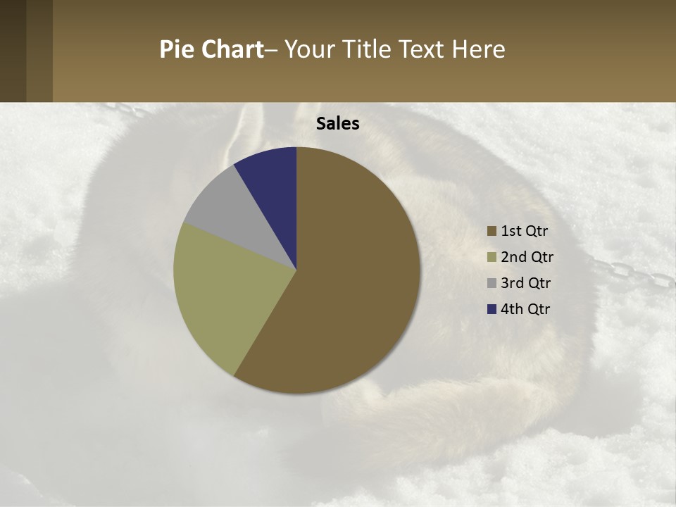 A Husky Dog Laying In The Snow Powerpoint Template PowerPoint Template