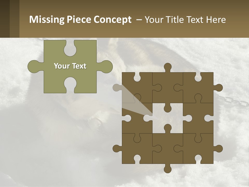 A Husky Dog Laying In The Snow Powerpoint Template PowerPoint Template