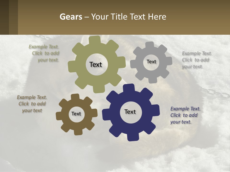 A Husky Dog Laying In The Snow Powerpoint Template PowerPoint Template