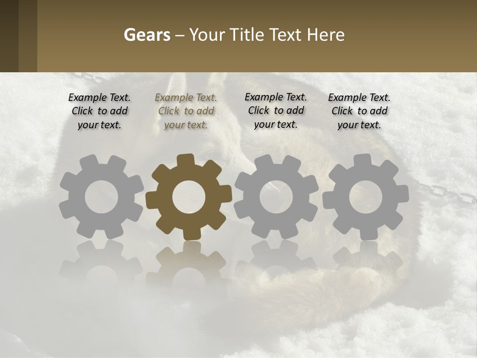 A Husky Dog Laying In The Snow Powerpoint Template PowerPoint Template