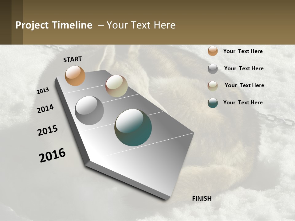 A Husky Dog Laying In The Snow Powerpoint Template PowerPoint Template