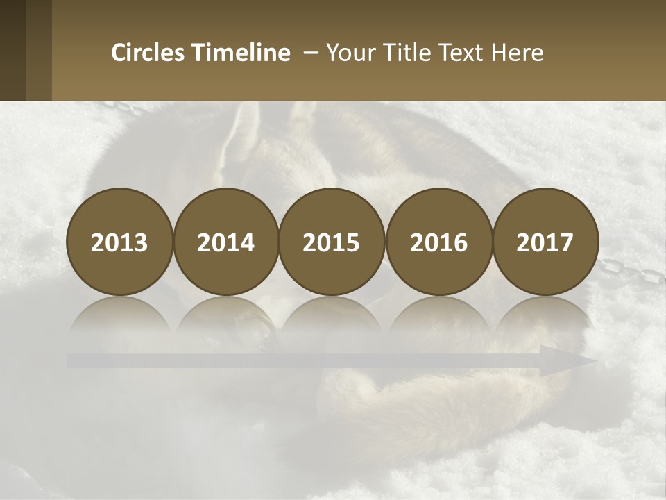 A Husky Dog Laying In The Snow Powerpoint Template PowerPoint Template