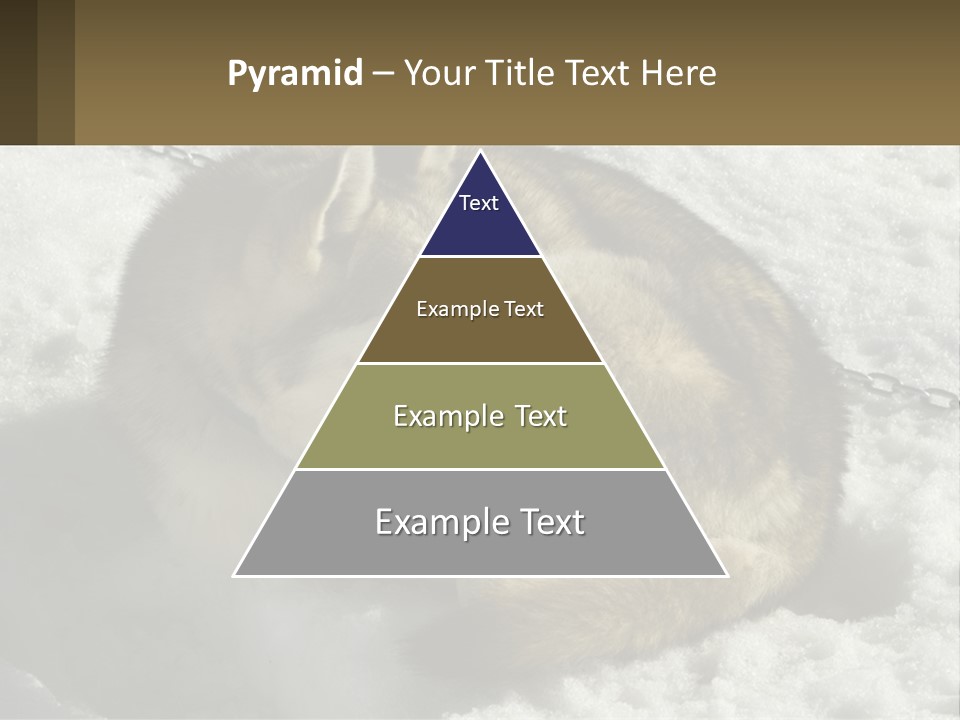 A Husky Dog Laying In The Snow Powerpoint Template PowerPoint Template