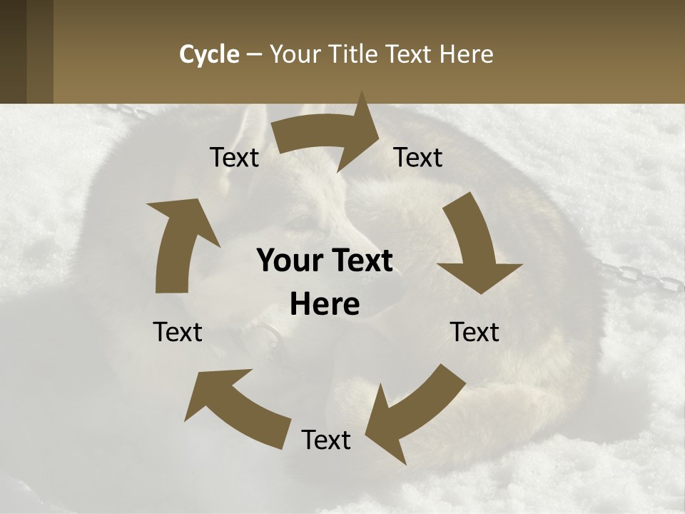 A Husky Dog Laying In The Snow Powerpoint Template PowerPoint Template