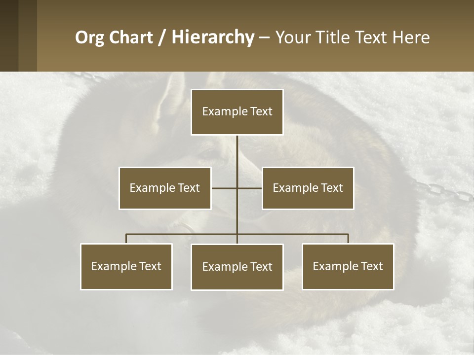 A Husky Dog Laying In The Snow Powerpoint Template PowerPoint Template