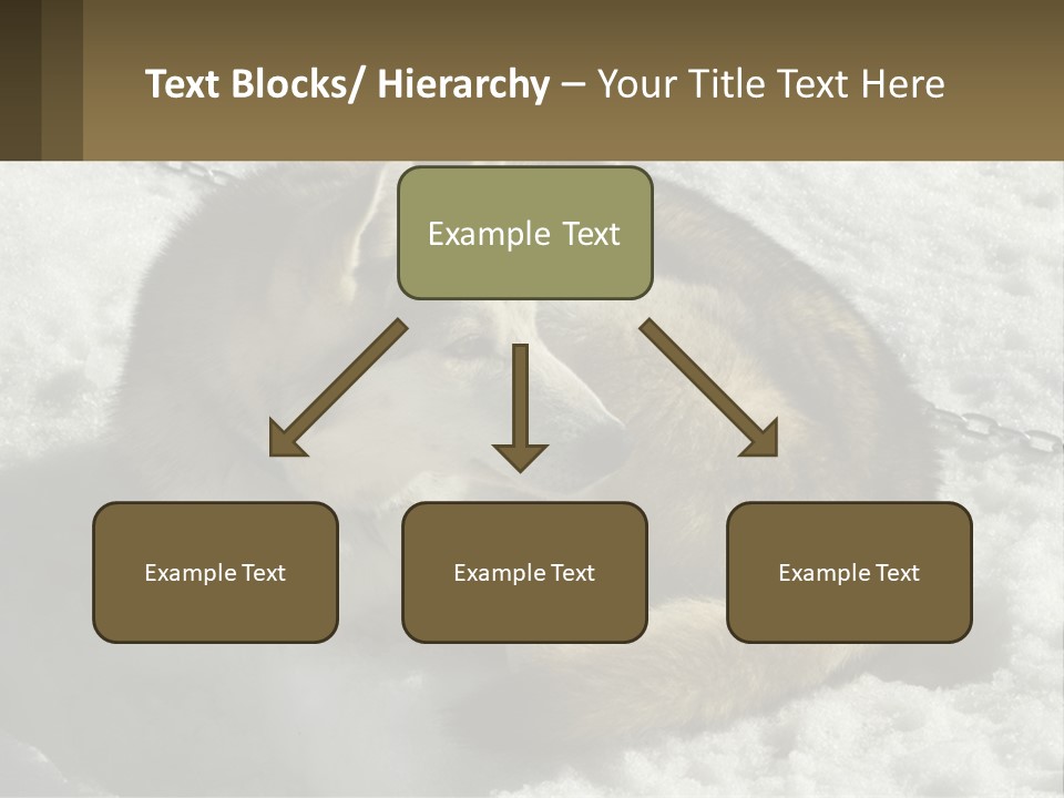 A Husky Dog Laying In The Snow Powerpoint Template PowerPoint Template