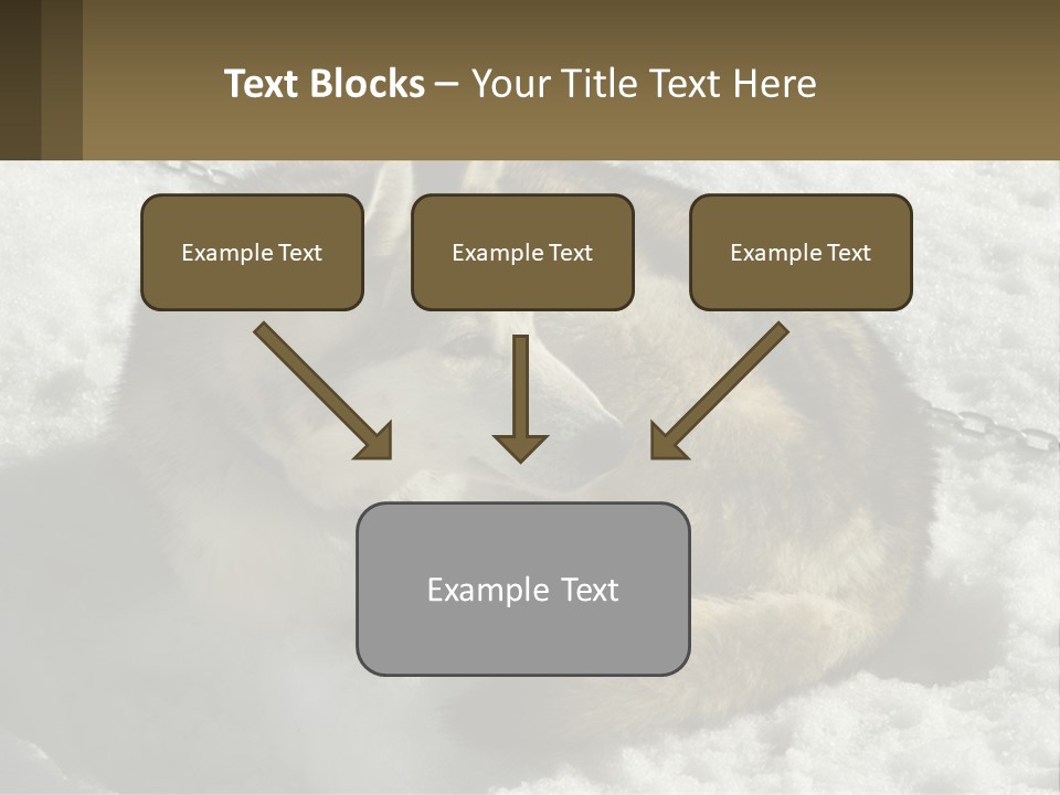 A Husky Dog Laying In The Snow Powerpoint Template PowerPoint Template