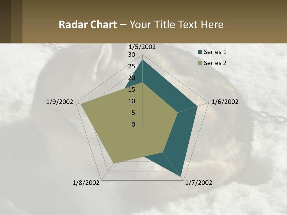 A Husky Dog Laying In The Snow Powerpoint Template PowerPoint Template