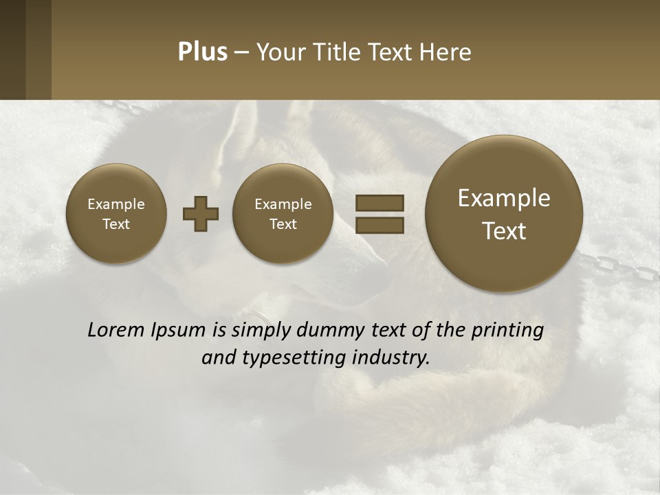 A Husky Dog Laying In The Snow Powerpoint Template PowerPoint Template