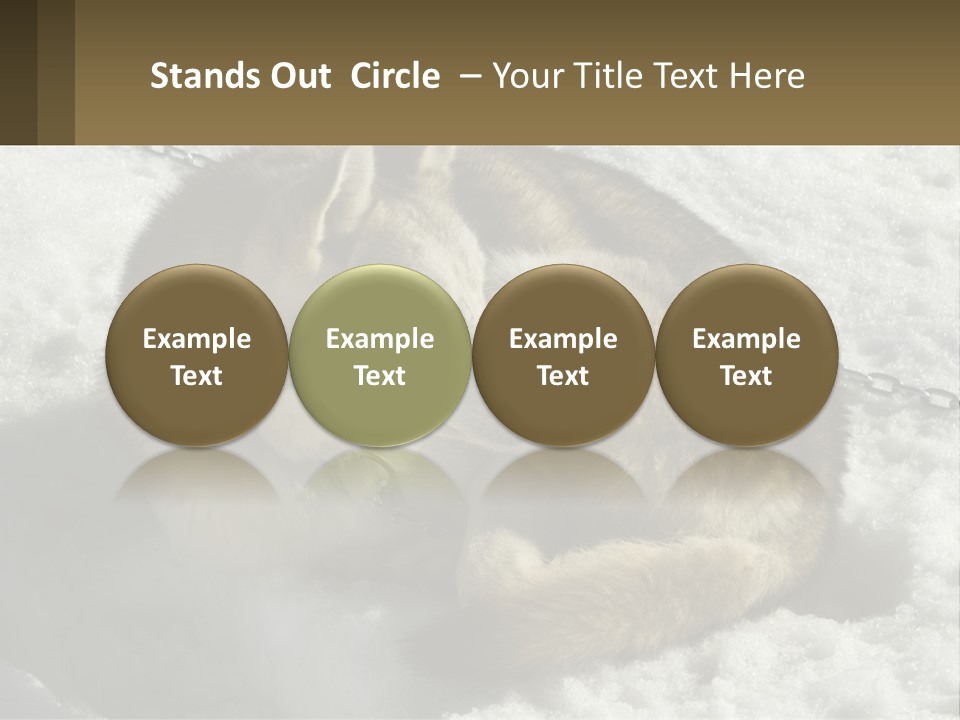 A Husky Dog Laying In The Snow Powerpoint Template PowerPoint Template