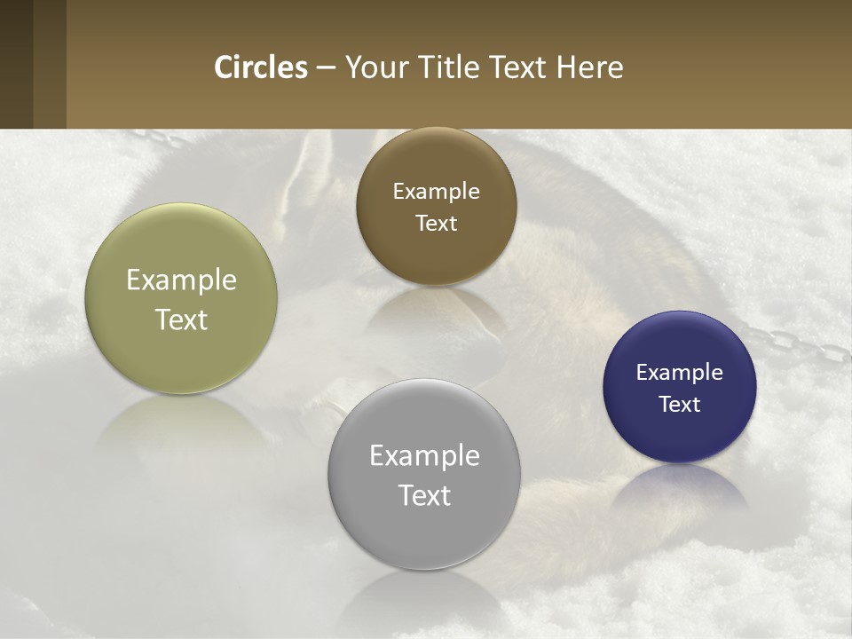 A Husky Dog Laying In The Snow Powerpoint Template PowerPoint Template