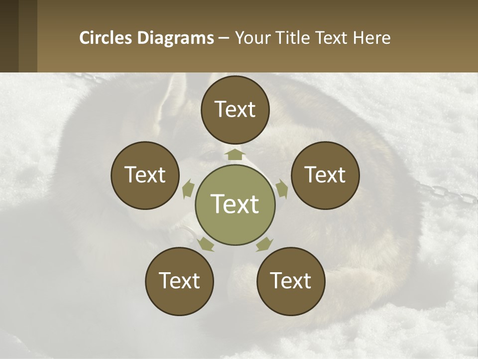 A Husky Dog Laying In The Snow Powerpoint Template PowerPoint Template