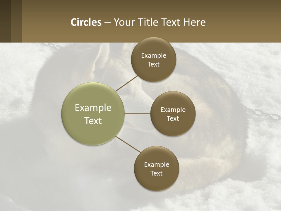 A Husky Dog Laying In The Snow Powerpoint Template PowerPoint Template